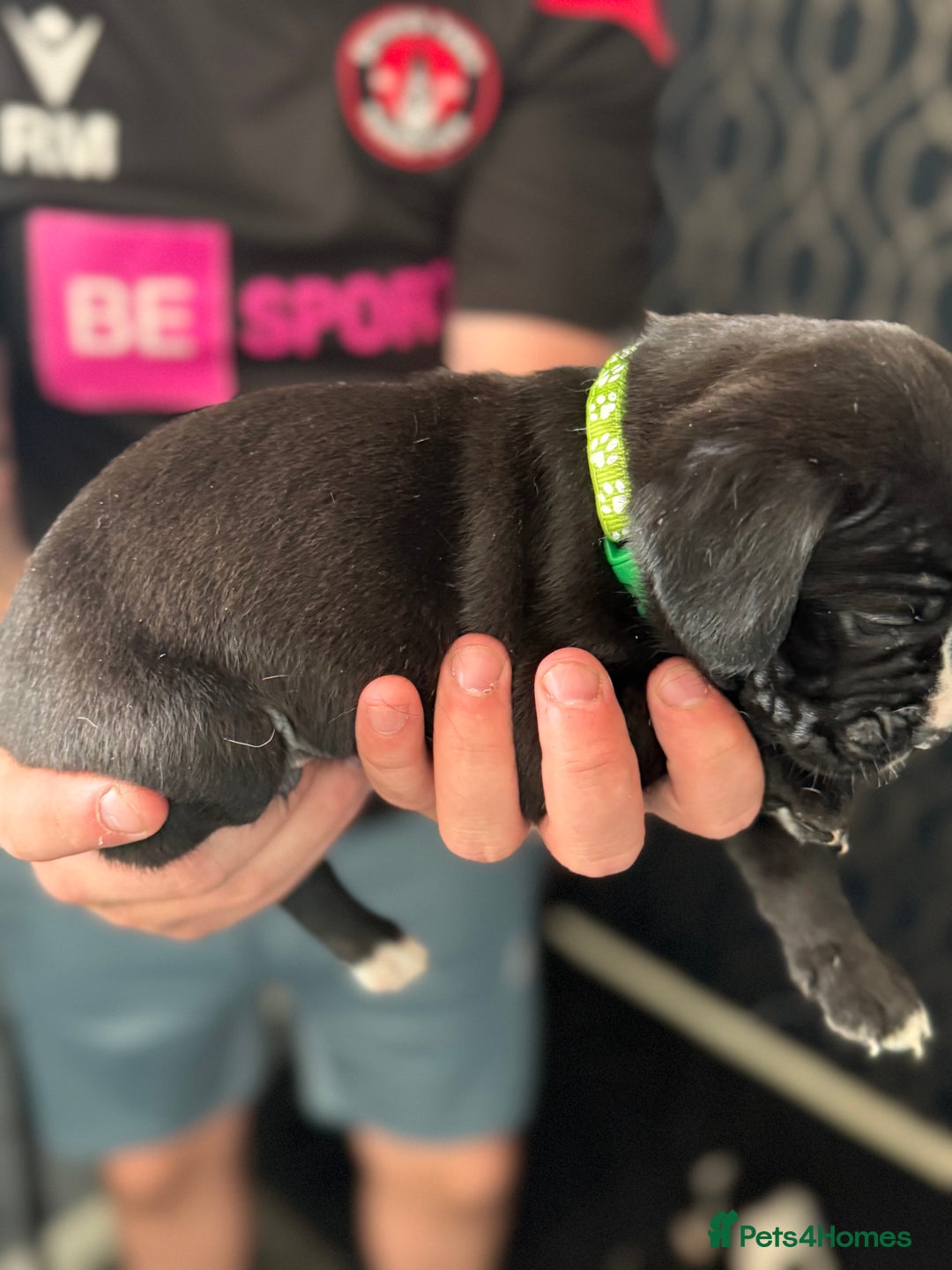 Mixed Breed dogs for sale: American bulldog (not bully) x cocker spaniel  - Image 20