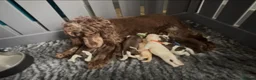 Cocker Spaniel dogs for sale: READY NOW- DNA TESTED choc roan & tan show cocker - Advert 6