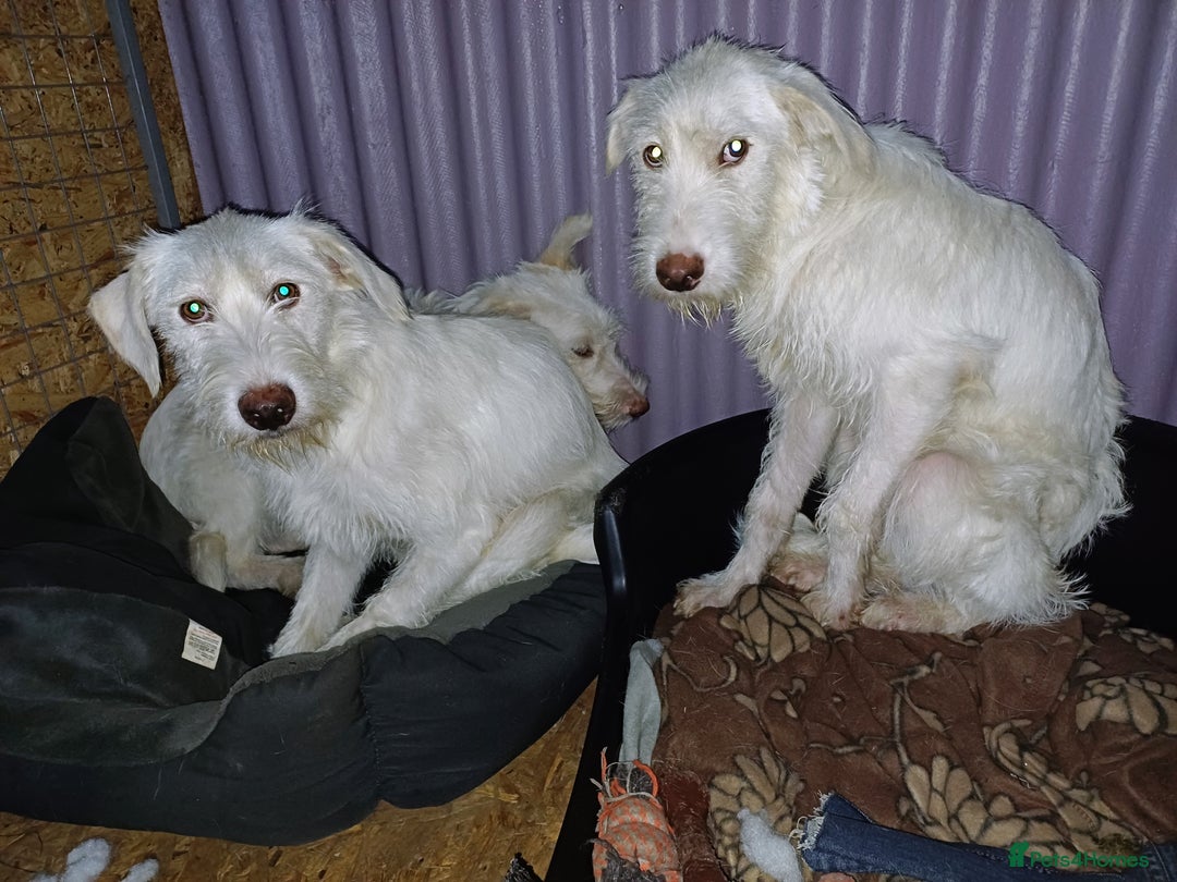 Mixed Breed dogs for adoption: BENJI - a handsome & gentle Boy  for a Loving Home - Image 10