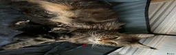 Maine Coon cats for sale: Maine coon active females  - Advert 2