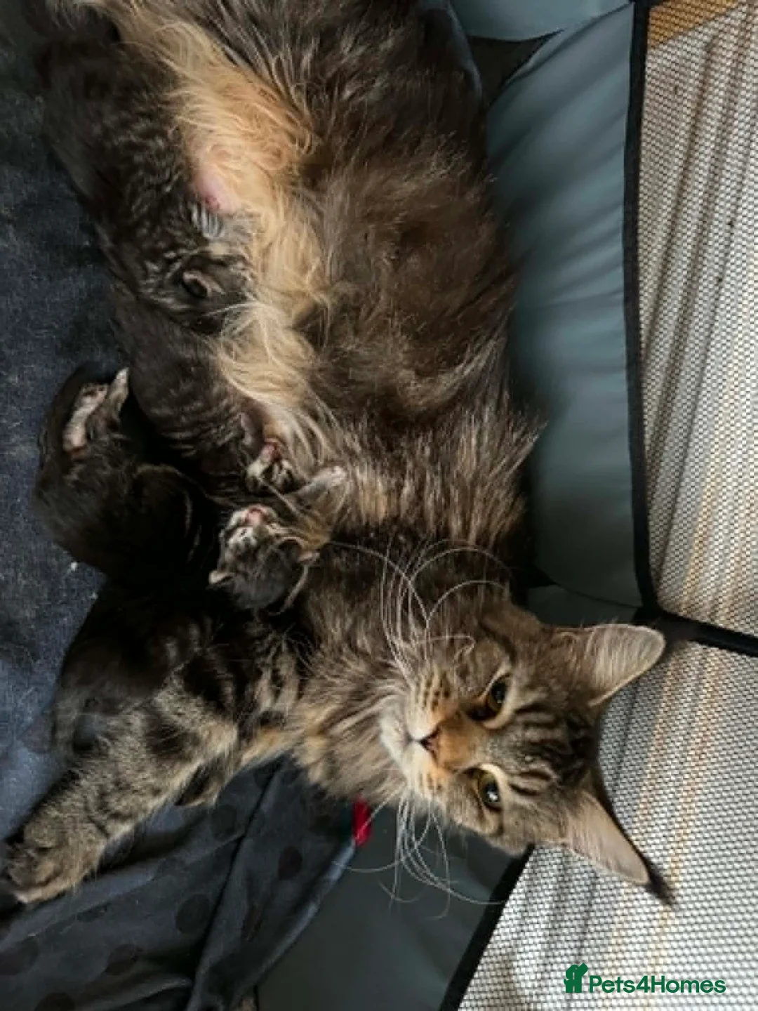Maine Coon cats for sale: Maine coon active females  - Advert 2