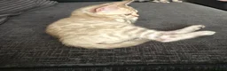 Bengal cats for sale: Bengal kittens blue eye snow and a green eye mink in Bradford - Advert 3