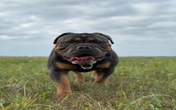 Olde English Bulldogge dogs for sale: Bulldog  - Image 1