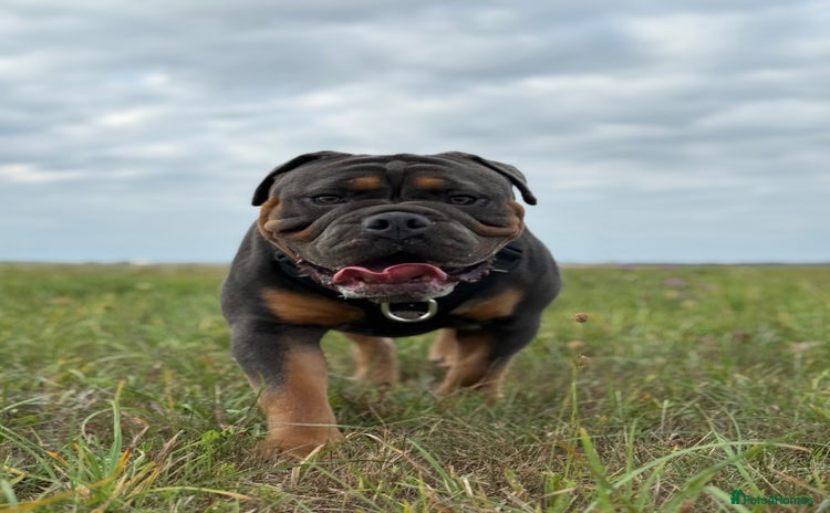 Olde English Bulldogge dogs - Advert 1