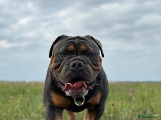 Olde English Bulldogge dogs - Advert 1