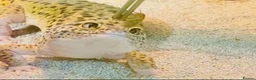 Gecko reptiles for sale: Leopard gecko in Brighton - Advert 3