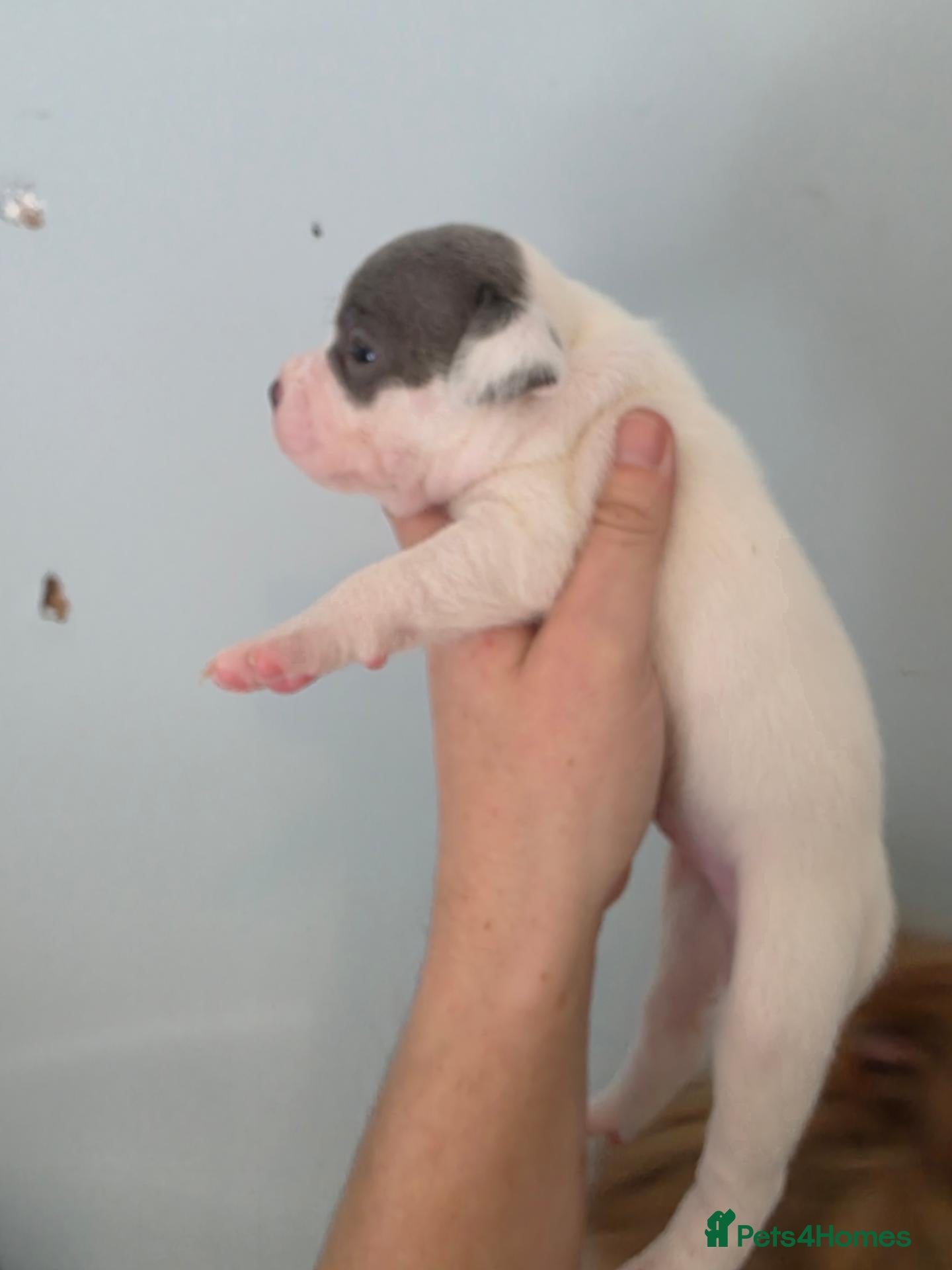 Staffordshire Bull Terrier dogs Last girl Kc staffordshire bull terrier puppies  - Advert 2