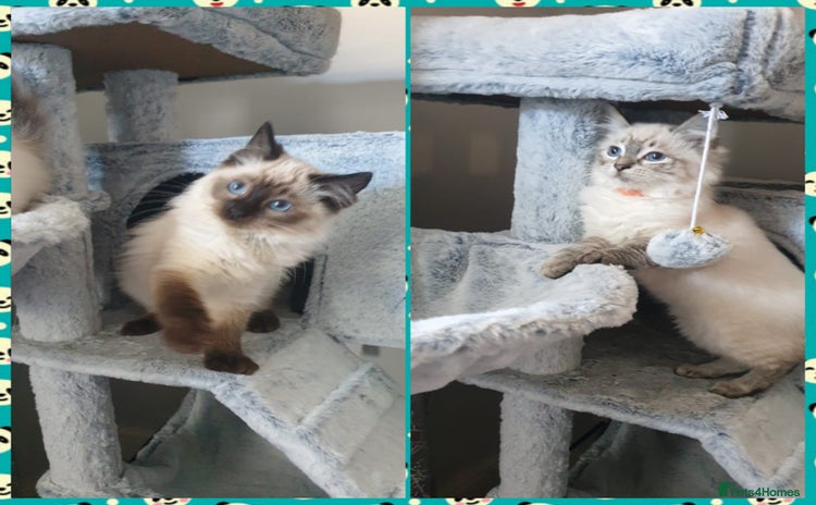 Ragdoll cats Beautiful GCCF Registered Ragdoll Kittens. - Advert 10