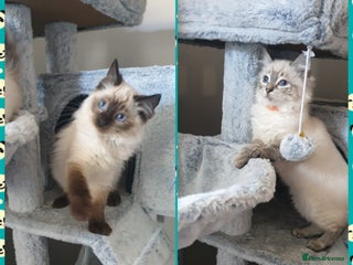 Ragdoll cats Beautiful GCCF Registered Ragdoll Kittens. - Advert 1