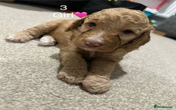 Cockapoo dogs for sale: Cockapoo Pups - Image 16