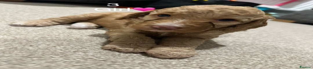 Cockapoo Puppy 5