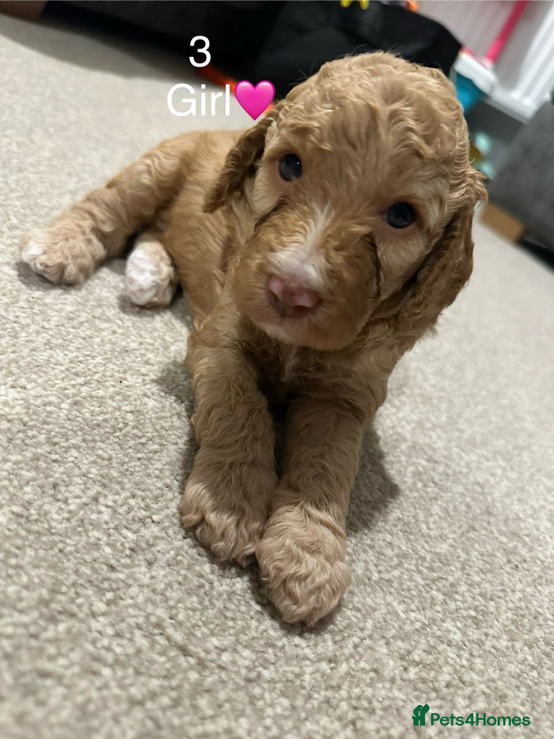 Cockapoo dogs for sale: Cockapoo Pups - Image 16