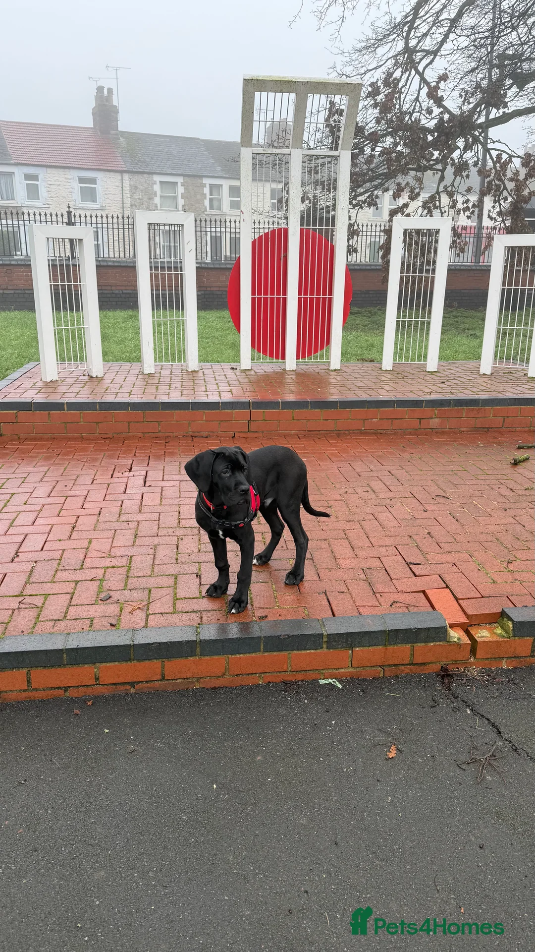 Cane Corso dogs for sale: Great Dane x cane corso  - Advert 4
