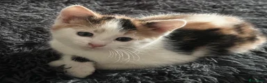 Mixed Breed Kitten 2