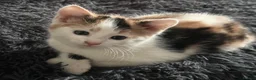 Mixed Breed cats for sale: Turkish Angora x Ragdoll x BLH  - Advert 5