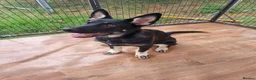 German Shepherd dogs for sale: 2 male puppies left - Advert 4