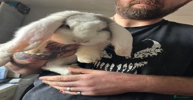 French Lop rabbits LAST French Lop buck babies  READY NOW!! - Advert 10