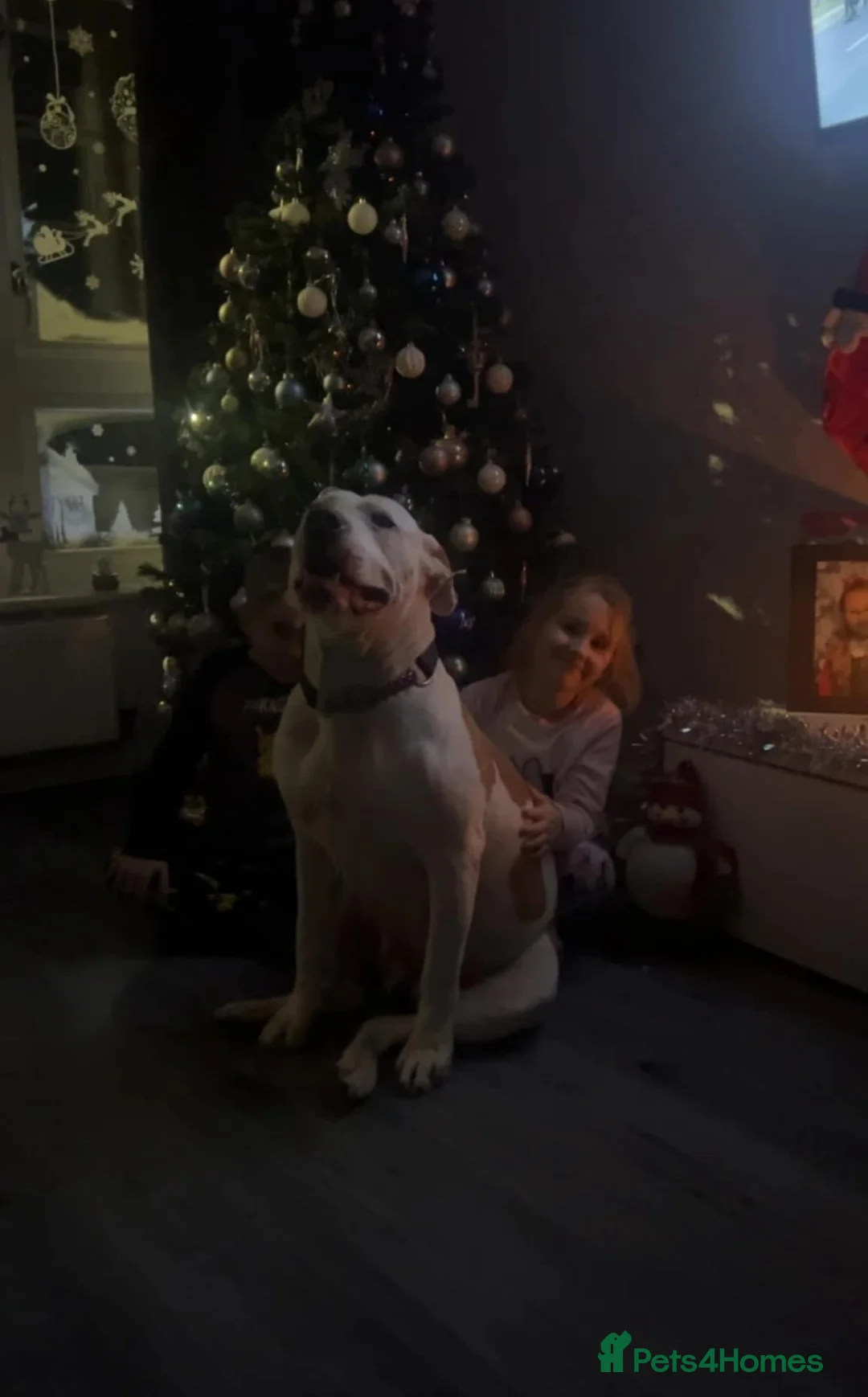 American Bulldog dogs for sale: REHOMING -Lucky  - Advert 7
