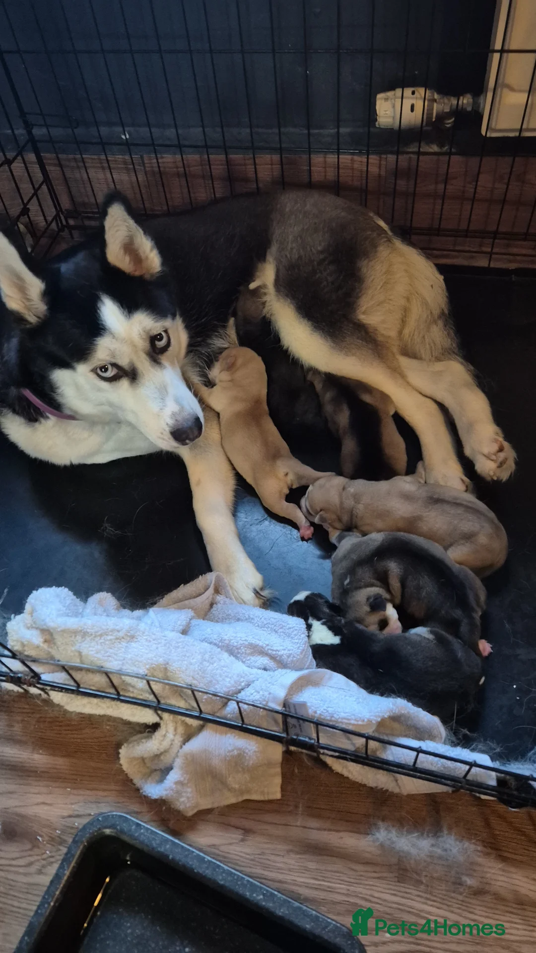 Siberian Husky dogs for sale: 5 beautiful girl puppies  - Advert 1