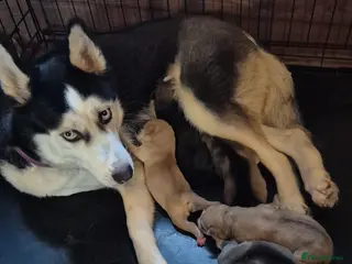 Siberian Husky dogs 5 beautiful girl puppies - Advert 7