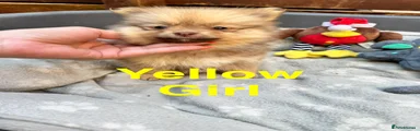 Pomeranian 9 * Yellow Girl*