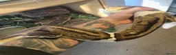 Python Snake reptiles for sale: 2x Royal Pythons for sale Female and Male  - Advert 5