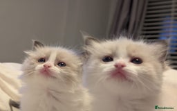 Ragdoll cats for sale: Two beautiful female ragdoll kittens - Image 8