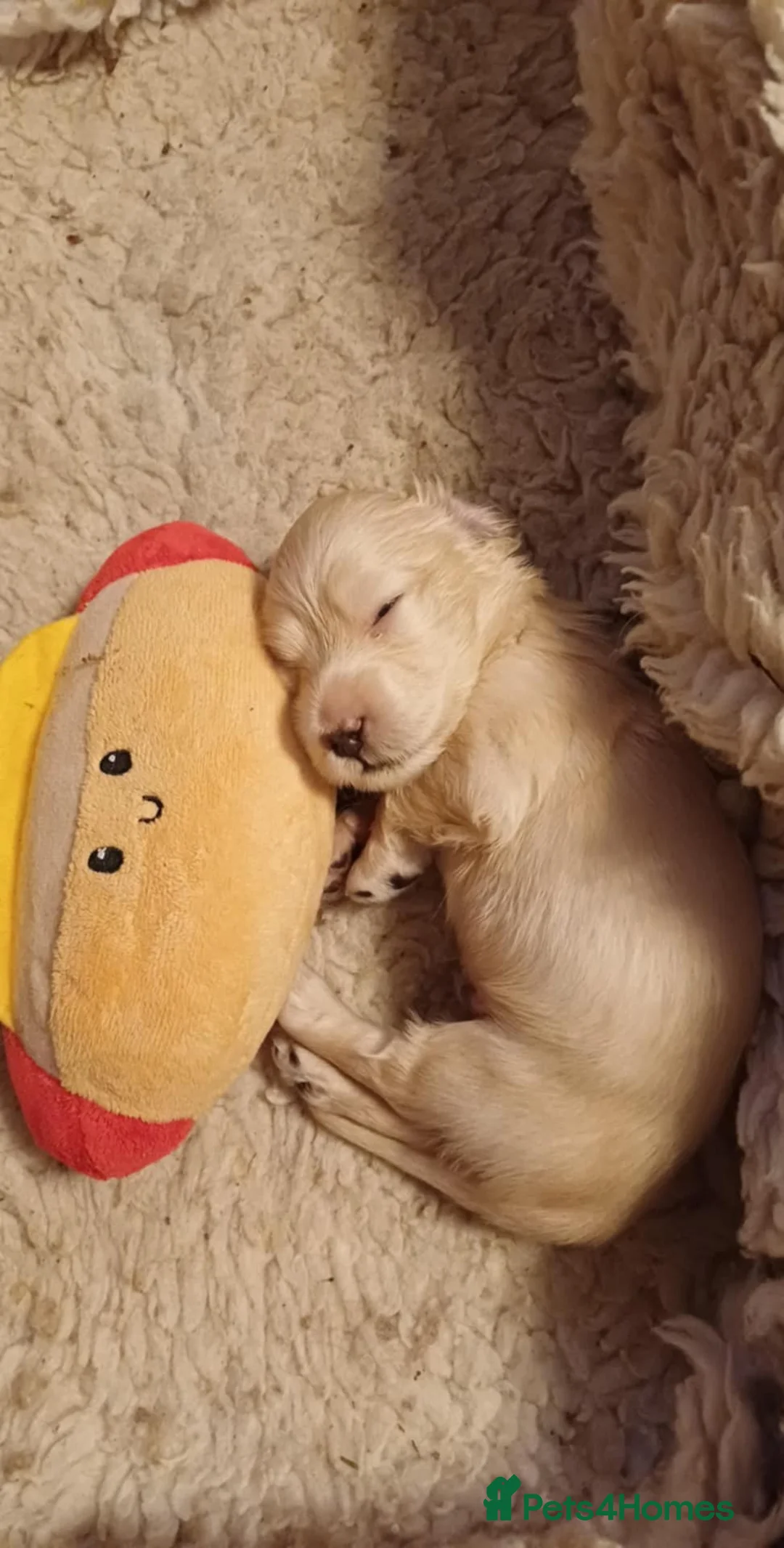 Miniature Dachshund dogs for sale: Miniature longhaired cream dachshund  - Advert 2