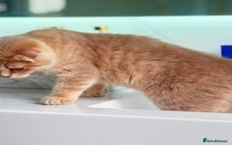 Scottish Fold cats for sale: Full pedigree Scottish Fold  in Croydon - Image 7