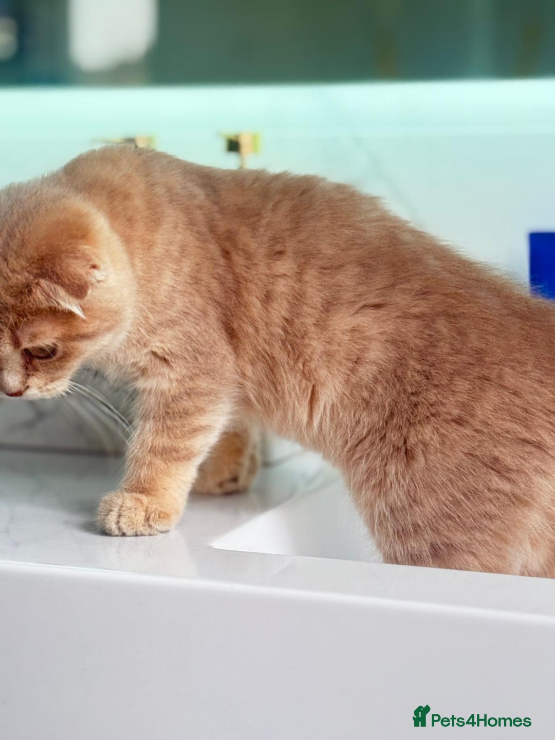 Scottish Fold cats for sale: Full pedigree Scottish Fold  in Croydon - Image 7