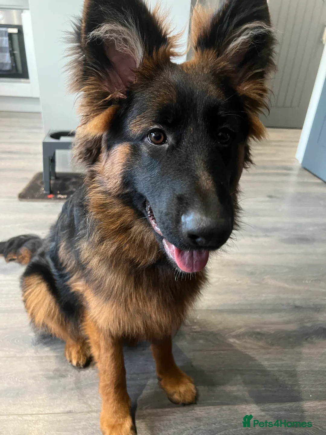 German Shepherd dogs for sale: 6 month old German Shepard Puppy for sale  - Advert 2