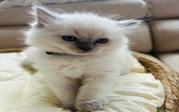 Ragdoll cats for sale: Ragdoll kittens  - Image 6