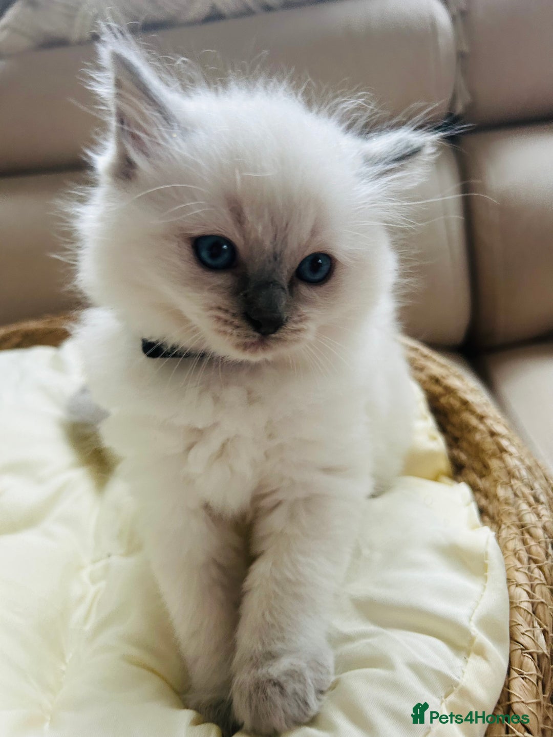 Ragdoll cats for sale: Ragdoll kittens  - Image 6