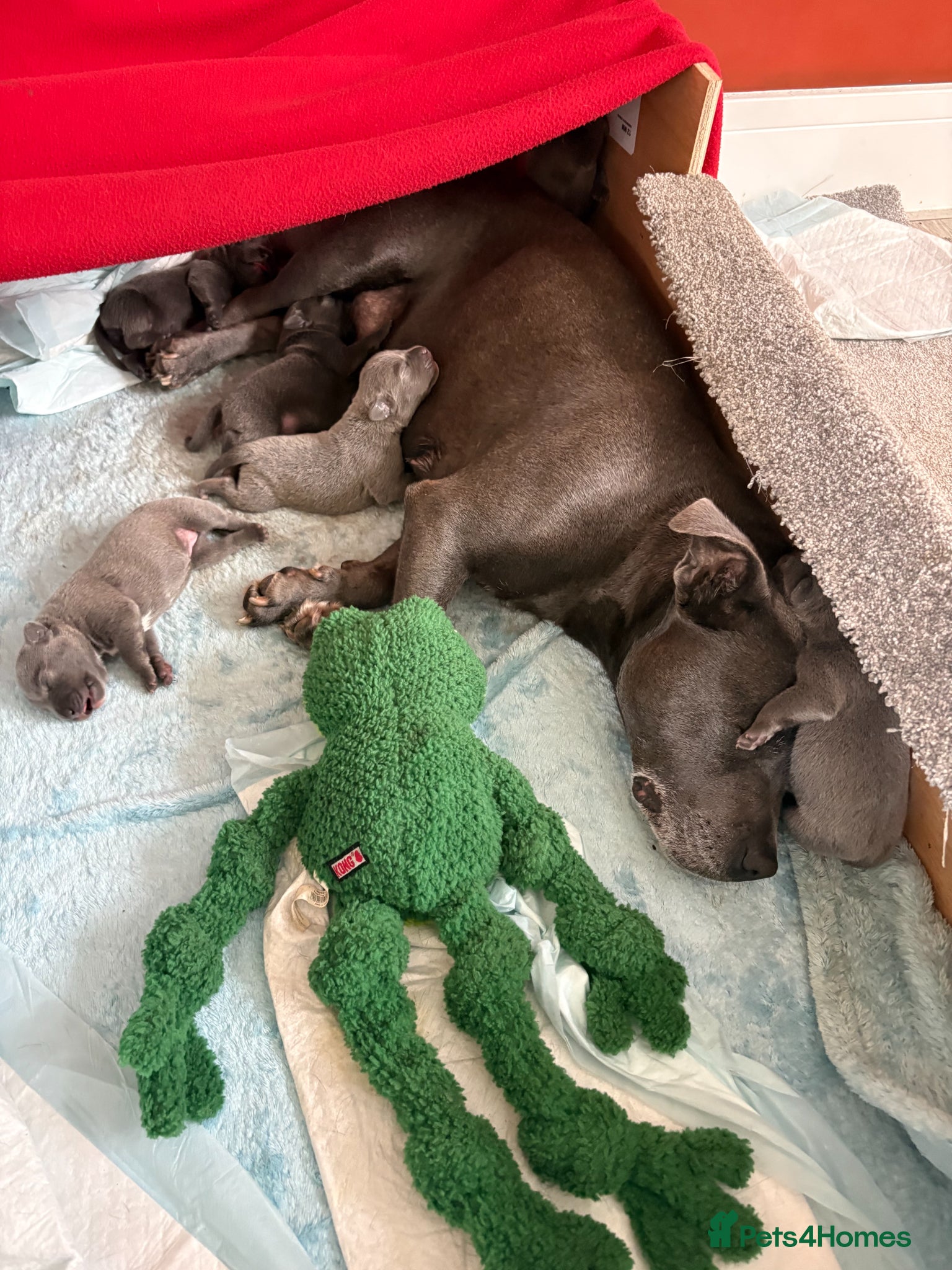 Staffordshire Bull Terrier dogs for sale: KC Registered Blue & Lilac Staffy Puppies 🐾 - Advert 10