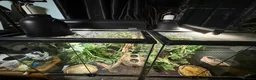 Gecko reptiles for sale: Crested geckos and full setups in Market Rasen - Advert 3