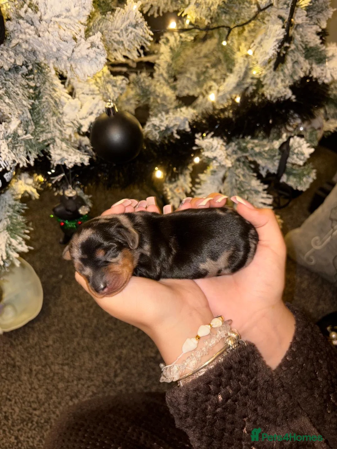 Miniature Dachshund dogs for sale: READY TO GO! dapple/merle daschund puppies - Advert 15