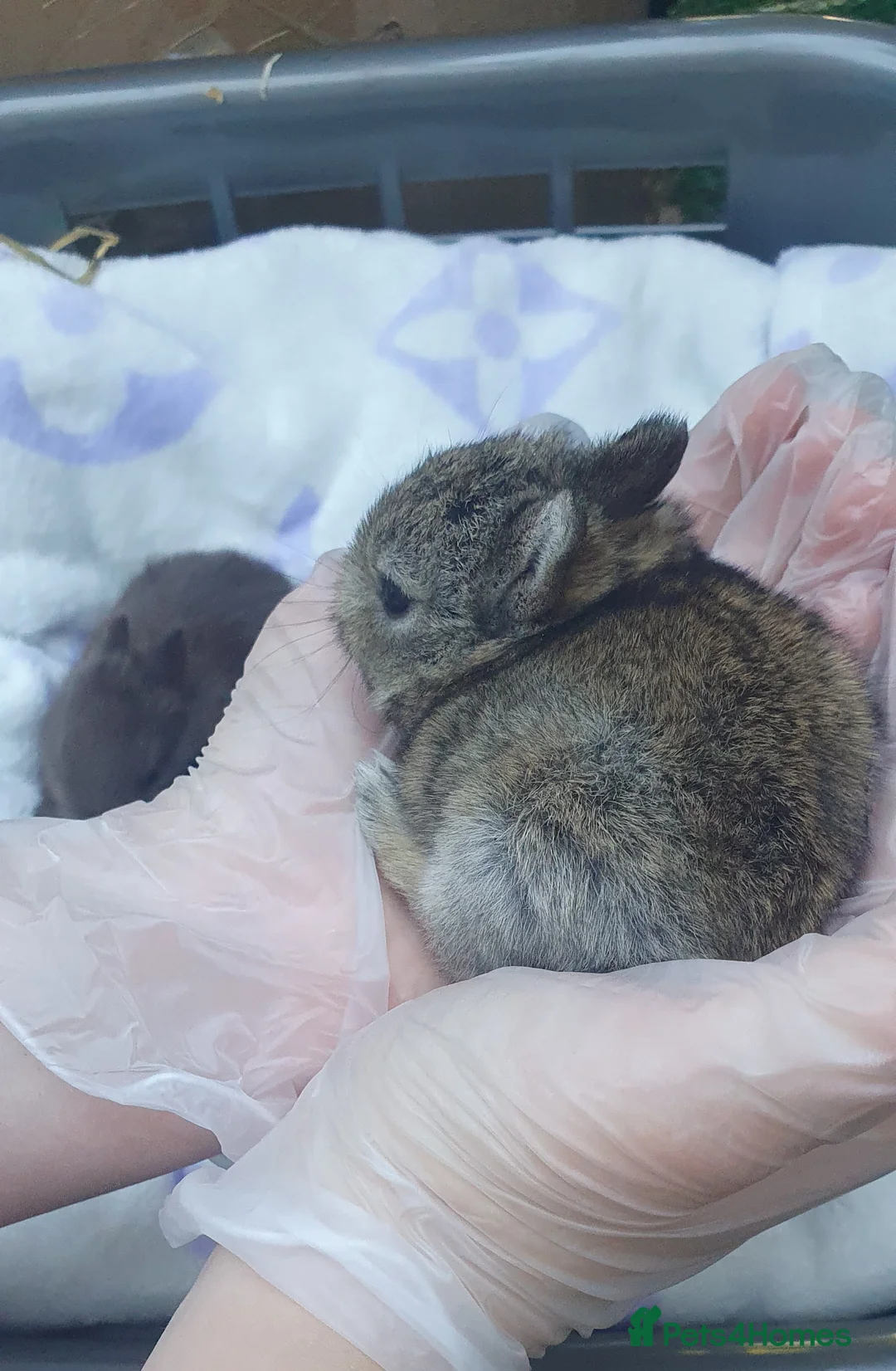Netherland Dwarf rabbits for sale: Netherland Dwarf Kits  - Advert 1