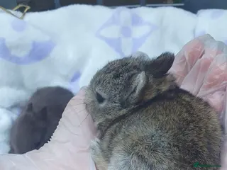 Netherland Dwarf rabbits Netherland Dwarf Kits - Advert 1