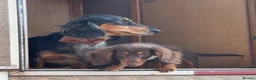 Miniature Dachshund dogs for sale: Two Miniture Dachshund  - Advert 4