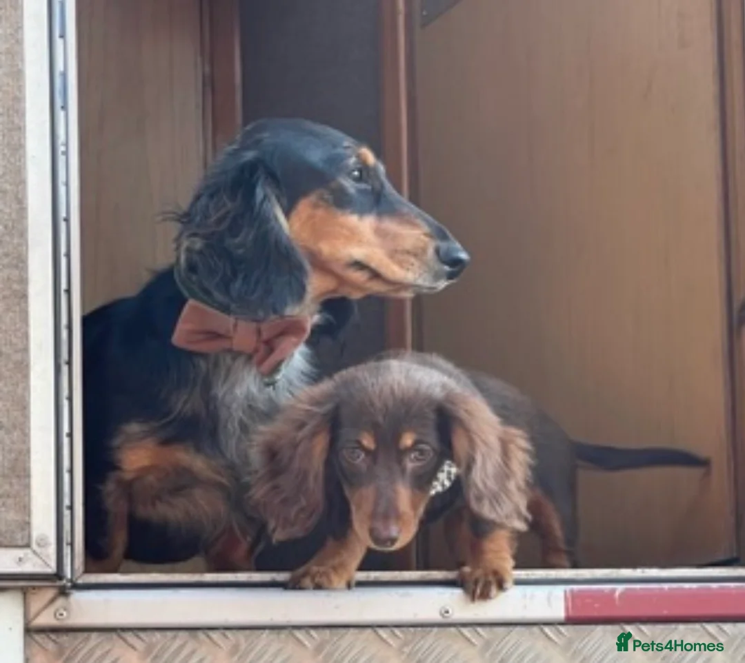 Miniature Dachshund dogs for sale: Two Miniture Dachshund  - Advert 4