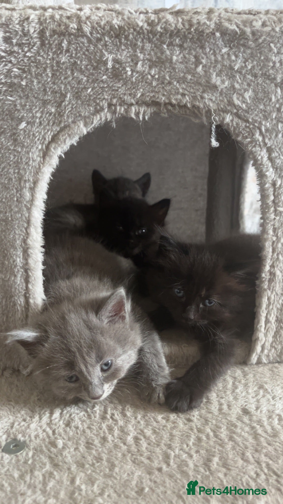Mixed Breed cats Three gorgeous fluffy girls  - Advert 1