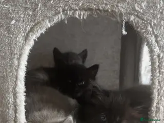 Mixed Breed cats Three gorgeous fluffy girls - Advert 1