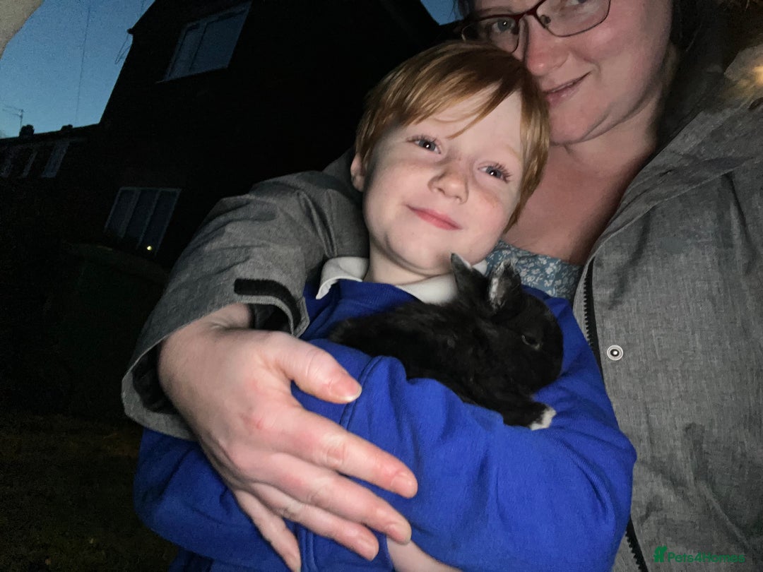 Mixed Breed rabbits for sale: 8 week old rabbits  - Advert 2