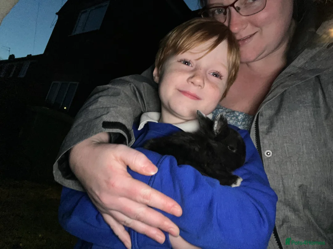 Mixed Breed rabbits for sale: 10 week old rabbits  - Advert 2