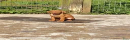 Hungarian Vizsla dogs for sale: LOVINGLY HANDLED WH HUNGARIAN vizsla puppies - Advert 25