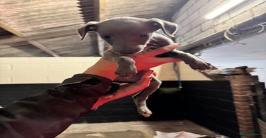 Whippet dogs - Advert 6