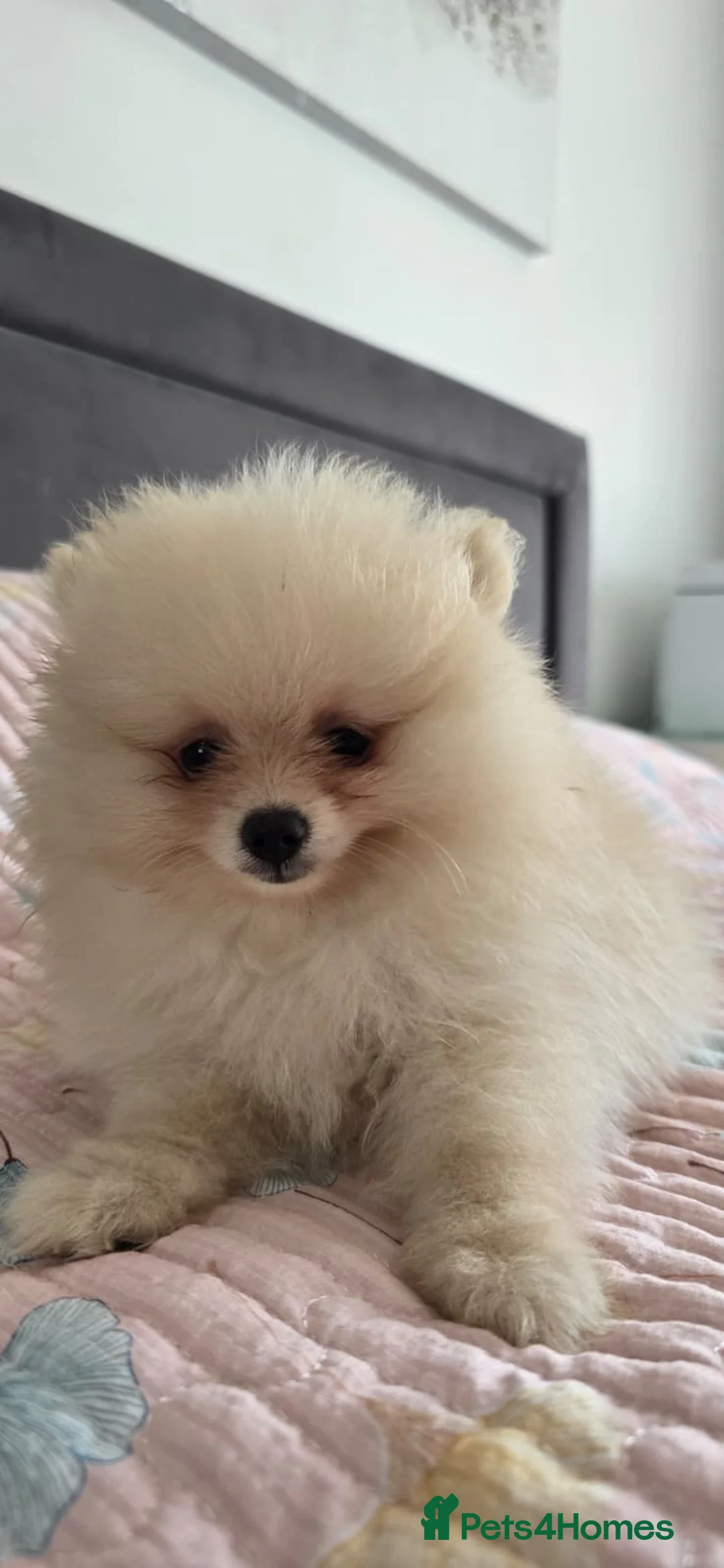 Pomeranian dogs for sale: Gorgeous KC Pomeranian Puppies, Boy & Girl Ready - Advert 2