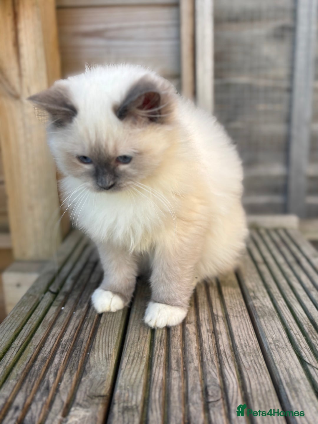 Ragdoll cats for sale: Absolute stunning gccf  blue mitted girl  - Image 4
