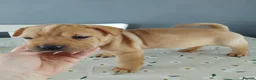 Mixed Breed dogs for sale: French bulldog sharpei x pups - Advert 4