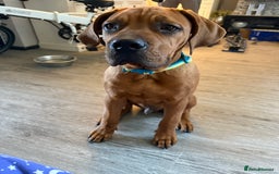 Bullmastiff dogs for sale: Beautiful male full bullmastiff pup  - Image 3